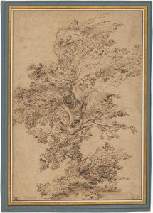 Studie eines Baumes tekijältä Annibale Carracci