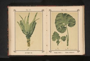 aloe vera Aloe vulgaris lammas. (otsikko esineessä) tekijältä Anonymous