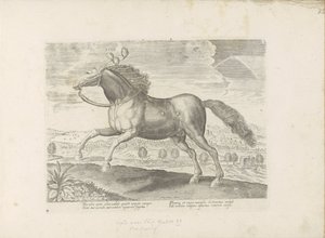 Arabish paard Tuo (otsikko esineeseen) Paardenrassen uit de Koninklijke stallen van Don Juan van Oostenrijk (sarjan nimi) Hevonen, jossa kaikenlaisia ​​aatelisia: eri puolilta maailmaa erottuneiden hevosten käyttäytyminen valittu (...) (sarjan nimi esineel tekijältä Anonymous