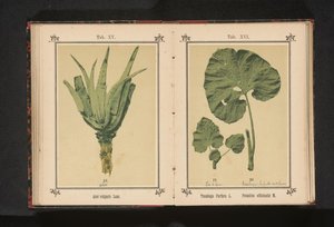 Lehti varsajalka ja lehti närästin Tussilago Farfara L. Petasites officinalis M. (otsikko esineessä) tekijältä Anonymous