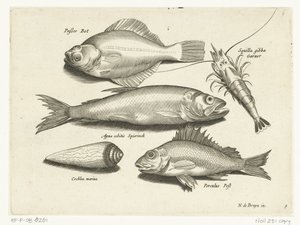 Llissa, gambes, olor i pos Libelivs miscellaneous Genera piscium complectens (títol de la sèrie) Acabat de peixos d