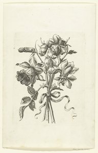 Kolme kukkaa, mukaan lukien narsissi ja neilikka Novae Florum Icones (sarjan nimi) tekijältä Anonymous