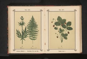Todellinen valerian ja uros saniaisen oksa Valeriana officinalis L. Polystichum Filix mas Roth (otsikko esineessä) tekijältä Anonymous