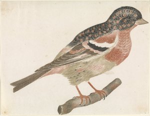 Oikealla oksalla urosvartio (Fringilla montifringilla). tekijältä Anonymous