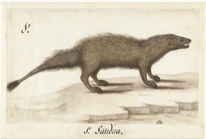 Egyptiläinen chneumon Herpestes ichneumon / Sandino / Egyptin Mongoose (otsikko esineessä) Lombard-albumi (sarjan nimi) tekijältä Anonymous