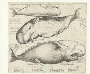 Rannalla oleva valas Antwerpenin lähellä, 1577 True ung eigentliche contrafactur eines wallfisches gefangen in der scheldt nitt weit von Antorff Am 2. heinäkuuta. Anno 1577 (otsikko esineessä) tekijältä Anonymous