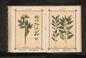 Tavallinen enkeli ja todellinen centaury Angelica silvestris L. Erythraea Centaurium Pers (otsikko esineessä) tekijältä Anonymous