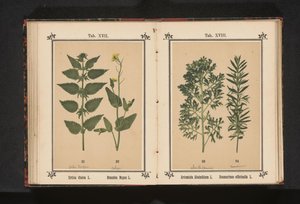 Nokkonen ja rypsi Urtica dioica L. Brassica Napus L. (otsikko esineessä) tekijältä Anonymous
