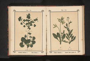 Kultainen esikko ja paimenen kukkaro Primula officinalis L. Capsella Bursa pastoris M. (otsikko esineessä) tekijältä Anonymous
