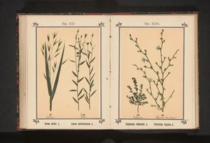 Haver en vlas Avena sativa L. Linum usitatissimum L. (otsikko esineessä) tekijältä Anonymous