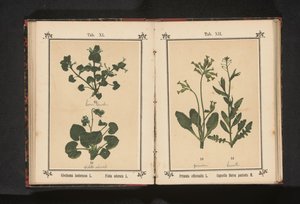 Koiran ravi ja maaliskuun orvokki Glechoma hederacea L. Viola odorata L. (otsikko esineessä) tekijältä Anonymous