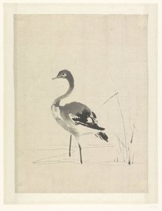 Nuori Crane tekijältä Anonymous