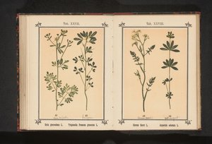 Karwij in lievevrouwebedstro Carum Carvi L. Asperula odorata L. (otsikko esineessä) tekijältä Anonymous