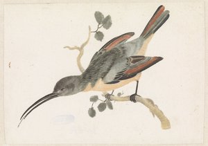 Hummingbird oksalla vasemmalla tekijältä Anonymous