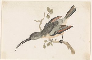 Hummingbird oksalla vasemmalla tekijältä Anonymous