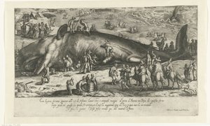 Kopio Berckheyn rantavalaasta vuodelta 1598 valaan seisoessa Anconassa vuonna 1601 Ritratto d
