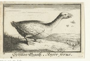 Maisema villihanhen kanssa Schnee Gans, Anfer ferus. (otsikko esineessä) tekijältä Anonymous
