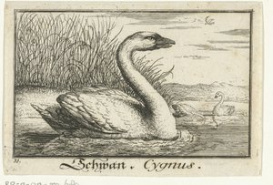 Maisema joutsenen kanssa Schwan, Cygnus. (otsikko esineessä) tekijältä Anonymous