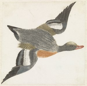 Widgeon lentää oikealle tekijältä Anonymous