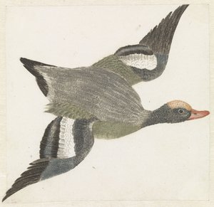 Widgeon lentää oikealle tekijältä Anonymous