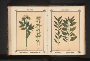 Oliivinoksa ja mantelioksa Olea europaea L. Amygdalus communis L. (otsikko esineessä) tekijältä Anonymous
