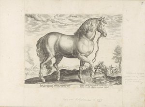 Paard uit Calabria Calabar (otsikko esineessä) Paardenrassen uit de Koninklijke stallen van Don Juan van Oostenrijk (sarjan nimi) Hevonen, jossa kaikenlaisia ​​aatelisia: eri puolilta maailmaa erottuneiden hevosten käyttäytyminen valittu (...) (sarjan nimi tekijältä Anonymous