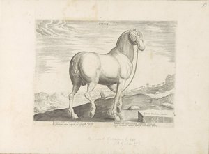 Hevonen Korsikalta Sydän (otsikko esineessä) Paardenrassen uit de Koninklijke stallen van Don Juan van Oostenrijk (sarjan nimi) Hevonen, jossa kaikenlaisia ​​aatelisia: eri puolilta maailmaa erottuneiden hevosten käyttäytyminen valittu (...) (sarjan nimi o tekijältä Anonymous