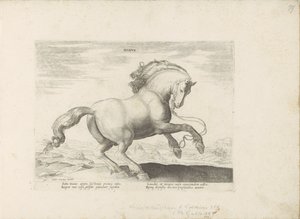 Paard uit Danemarken tanska (otsikko esineessä) Paardenrassen uit de Koninklijke stallen van Don Juan van Oostenrijk (sarjan nimi) Hevonen, jossa kaikenlaisia ​​aatelisia: eri puolilta maailmaa erottuneiden hevosten käyttäytyminen valittu (...) (sarjan nim tekijältä Anonymous