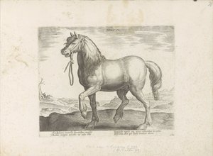 Paard uit Gulik (Juliacus) Julia (otsikko esineessä) Paardenrassen uit de Koninklijke stallen van Don Juan van Oostenrijk (sarjan nimi) Hevonen, jossa kaikenlaisia ​​aatelisia: valittu eri puolilta maailmaa, joka erottuu hevosten käyttäytymisestä (...) (sa tekijältä Anonymous