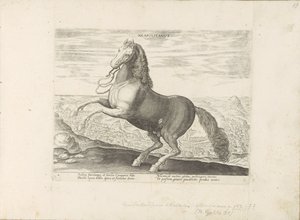 Paard uit Napels napolilainen (otsikko esineessä) Paardenrassen uit de Koninklijke stallen van Don Juan van Oostenrijk (sarjan nimi) Hevonen, jossa kaikenlaisia ​​aatelisia: eri puolilta maailmaa erottuneiden hevosten käyttäytyminen valittu (...) (sarjan n tekijältä Anonymous