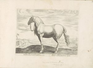 Paard uit Noord-Italia Insuber (otsikko esineessä) Paardenrassen uit de Koninklijke stallen van Don Juan van Oostenrijk (sarjan nimi) Hevonen, jossa kaikenlaisia ​​aatelisia: eri puolilta maailmaa erottuneiden hevosten käyttäytymistä valittu (...) (sarjan  tekijältä Anonymous