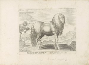 Paard uit Roemenië (hollanti) Dacus (otsikko esineessä) Paardenrassen uit de Koninklijke stallen van Don Juan van Oostenrijk (sarjan nimi) Hevonen, jossa kaikenlaisia ​​aatelisia: eri puolilta maailmaa erottuneiden hevosten käyttäytyminen valittu (...) (sa tekijältä Anonymous