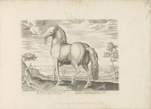 Paard Sardiniasta Sardonicus (nimi esineessä) Paardenrassen uit de Koninklijke stallen van Don Juan van Oostenrijk (sarjan nimi) Hevonen, jossa kaikenlaisia ​​aatelisia: eri puolilta maailmaa erottuneiden hevosten käyttäytyminen valittu (...) (sarjan nimi  tekijältä Anonymous