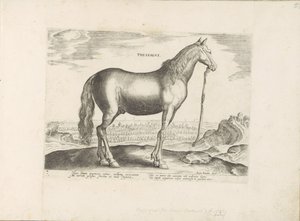 Paard uit Thessalië Thessalia (otsikko esineessä) Paardenrassen uit de Koninklijke stallen van Don Juan van Oostenrijk (sarjan nimi) Hevonen, jossa kaikenlaisia ​​aatelisia: eri puolilta maailmaa erottuneiden hevosten käyttäytyminen valittu (...) (sarjan n tekijältä Anonymous