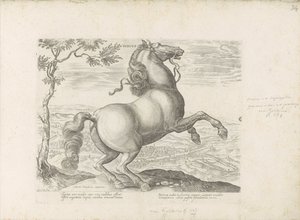 Paard uit Toscane Toscana (otsikko esineessä) Hevonen, jossa kaikenlaisia ​​aatelisia: eri puolilta maailmaa erottuneiden hevosten käyttäytyminen valittu (...) (sarjan nimi esineellä) tekijältä Anonymous