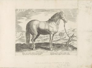 Paard uit Turkije turkki (otsikko esineessä) Paardenrassen uit de Koninklijke stallen van Don Juan van Oostenrijk (sarjan nimi) Hevonen, jossa kaikenlaisia ​​aatelisia: eri puolilta maailmaa erottuneiden hevosten käyttäytyminen valittu (...) (sarjan nimi o tekijältä Anonymous