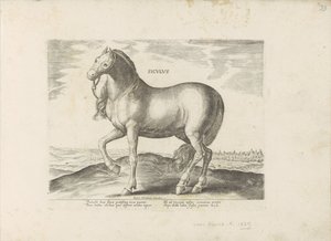 Paard van Sicilie Siculus (otsikko esineessä) Paardenrassen uit de Koninklijke stallen van Don Juan van Oostenrijk (sarjan nimi) Hevonen, jossa kaikenlaisia ​​aatelisia: eri puolilta maailmaa erottuneiden hevosten käyttäytyminen valittu (...) (sarjan nimi  tekijältä Anonymous