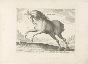 Paard van het ras Royal Horse (de Koninklijke) Kuninkaallinen hevonen (nimi esineessä) Paardenrassen uit de Koninklijke stallen van Don Juan van Oostenrijk (sarjan nimi) Hevonen, jossa kaikenlaisia ​​aatelisia: erottuu eri puolilta maailmaa kotoisin olevie tekijältä Anonymous