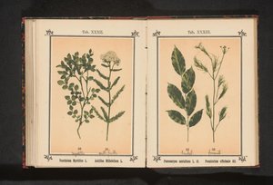 Punainen santelipuu ja fenkoliyrtti Pterocarpus santalinus L. fil. Foeniculum officinale Al.. (otsikko esineessä) tekijältä Anonymous