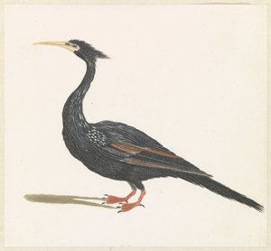 Snakeneck Vogel tekijältä Anonymous