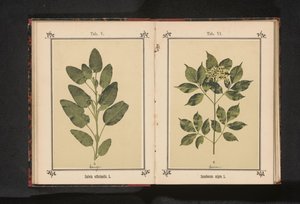 Oikean viisaan oksa Salvia officinalis. L. (otsikko esineessä) tekijältä Anonymous