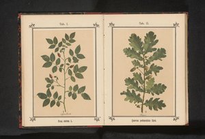 Koiran ruusun oksa Rosa canina (otsikko esineessä) tekijältä Anonymous