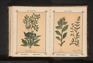 Tyrmen ja yrttivanhuksen oksa Prunus spinosa L. Sumbucus Ebulus L. (otsikko esineessä) tekijältä Anonymous