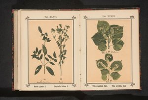 Kesäkalmun oksa ja talvikalmun oksa Tilia grandifolia Ehrh. Tilia parvifolia Ehrh. (otsikko esineessä) tekijältä Anonymous