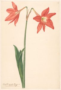 Kiitos van root amaryllis tekijältä Anonymous