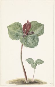 Trillium tekijältä Anonymous