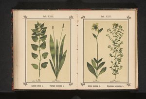 Arnica ja mäkikuisma Arnica montana L. Hypericum perforatum L. (otsikko esineessä) tekijältä Anonymous