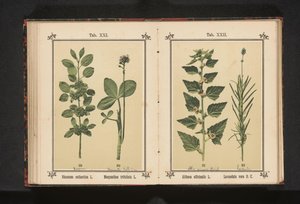 Wedgedoorn ja vesikuivuvat lehdet Rhamnus cathartica L. Menyanthes trifoliata L. (otsikko esineessä) tekijältä Anonymous