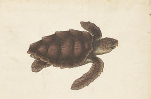 Zeeschildpad Tortugas - Eretmochelys imbricata / Hawksbill Turtle / karetschildpad (otsikko esineessä) Lombard-albumi (sarjan nimi) tekijältä Anonymous