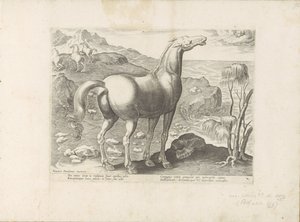 Zephyrus bevrucht een merrie Paardenrassen uit de Koninklijke stallen van Don Juan van Oostenrijk (sarjan nimi) Hevonen, jossa kaikenlaisia ​​aatelisia: eri puolilta maailmaa erottuneiden hevosten käyttäytyminen valittu (...) (sarjan nimi esineellä) tekijältä Anonymous